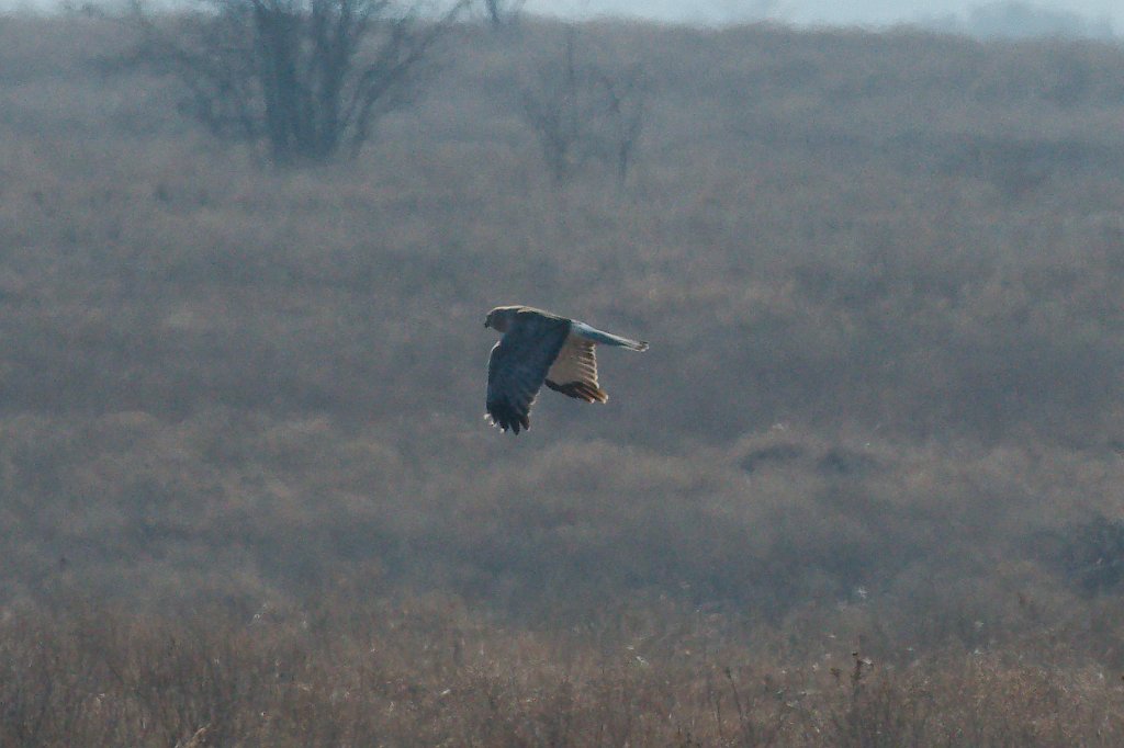 Northern Harrier 2016-02-13_1.jpg